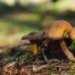 Best & Safest Ayahuasca Retreat in 2022