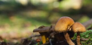 Best & Safest Ayahuasca Retreat in 2022