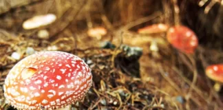 What Is the Role of a Shaman in An Ayahuasca Retreat Mushroom Retreat Mexico