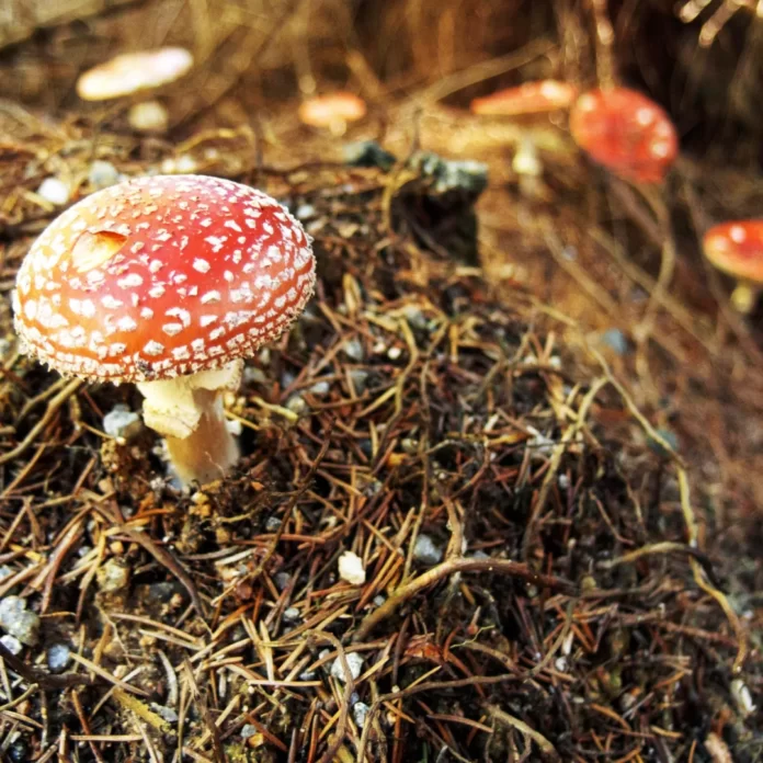 Mushroom Retreat Mexico