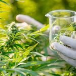 How CBD-Rich Flowers Can Surprisingly Improve Your Health CBD flower