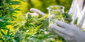 How CBD-Rich Flowers Can Surprisingly Improve Your Health CBD flower