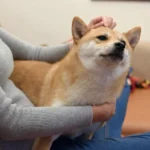 You Shouldn’t Ignore Your Pet’s Diet’s Effects on Their Skin and Coat natural skin soother for dogs