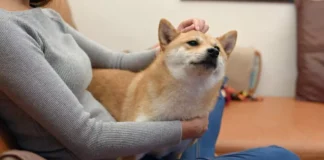 You Shouldn’t Ignore Your Pet’s Diet’s Effects on Their Skin and Coat natural skin soother for dogs