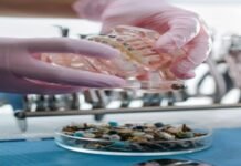 Crowns for Dental Use in Turkey: Balancing Knowledge and Cost